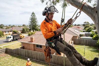 Qualified arborist working with a two rope climbing system in a backyard eucalyptus in Frankston