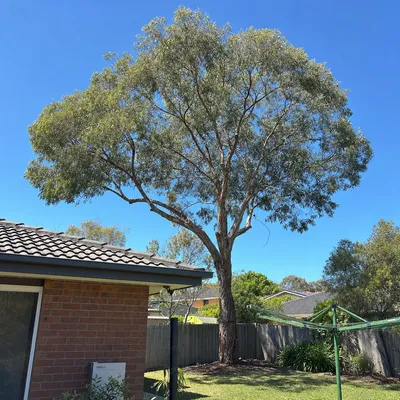After: Crown reduced back off a roofline, Frankston