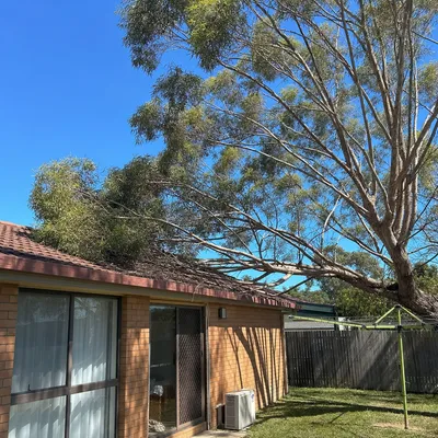 Before: Crown reduced back off a roofline, Frankston