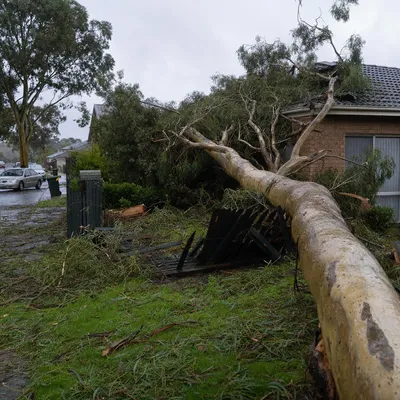 Emergency Tree Services in Frankston. Same-day callouts for limbs cracked off in the bay winds, whole trees down across a yard, and trunks left leaning after a blow.